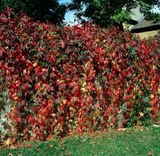 vigne vierge vraie (vigne vierge de virginie)